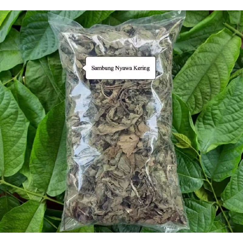 

Daun sambung nyawa kering sambung nyowo 200 gram-az