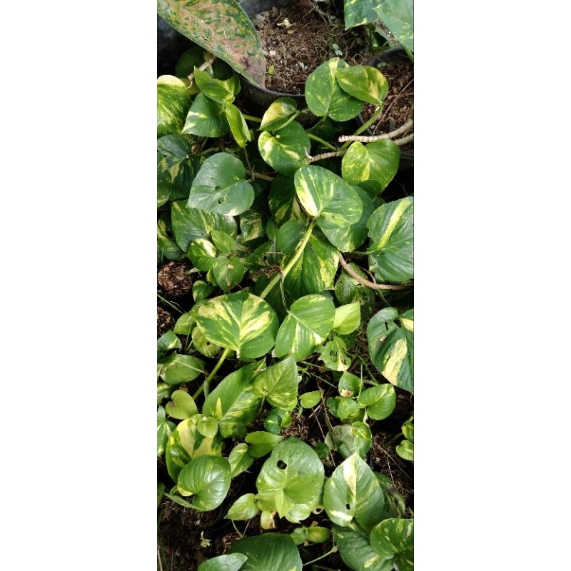 sirih gading (Srigading) jumbo panjang 30 cm