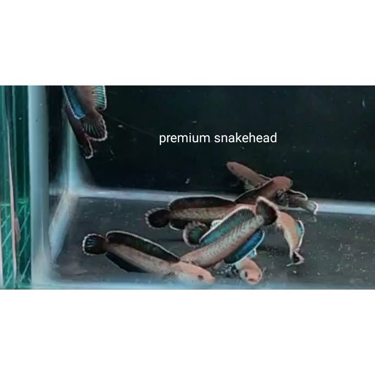 chana andrao gondrong biru grade A KODE I6B7