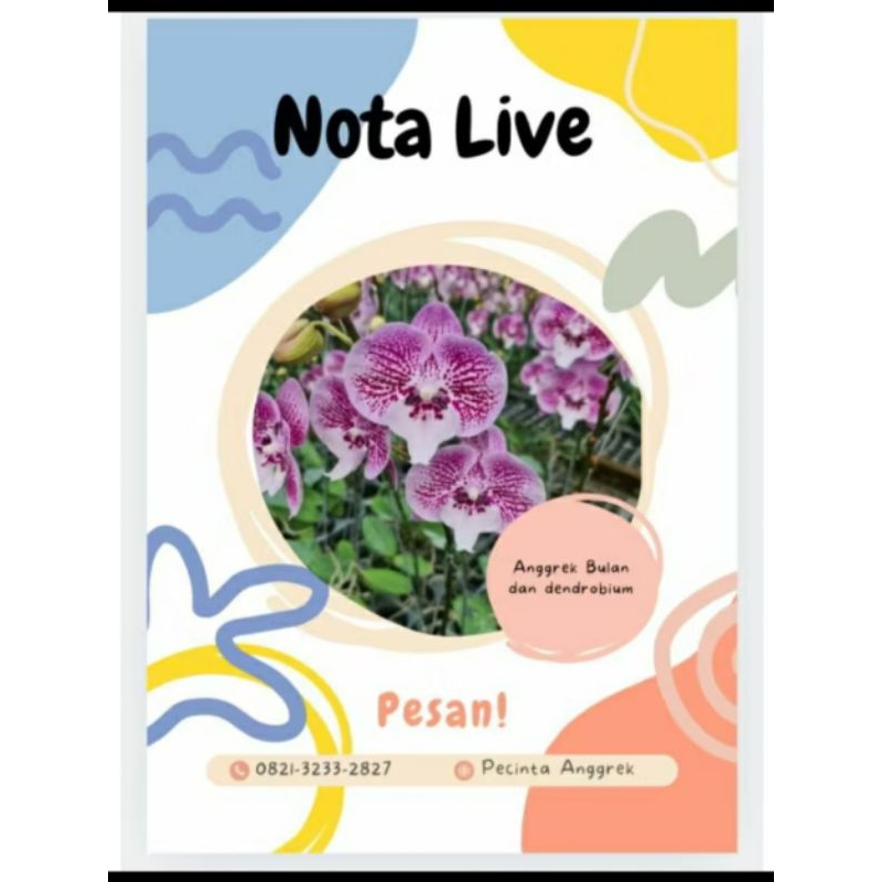 Nota live angbul mini mekar
