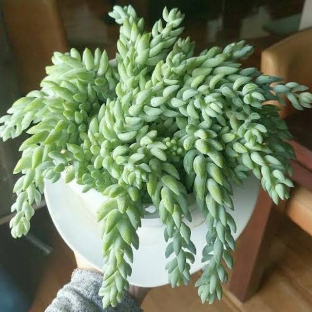 Tanaman Air mata ibu / tanaman gantung