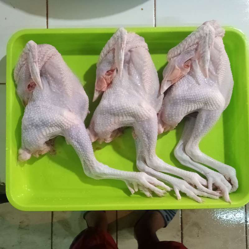 

Ayam Pejantan 1 ekor
