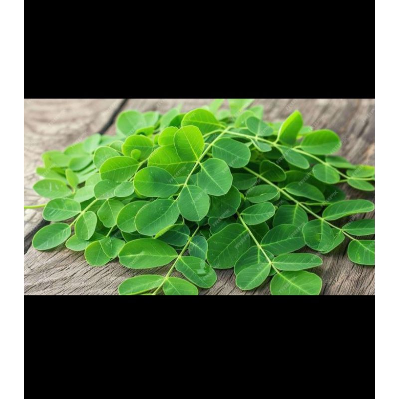 

Daun Kelor segar langsung petik 500 gr