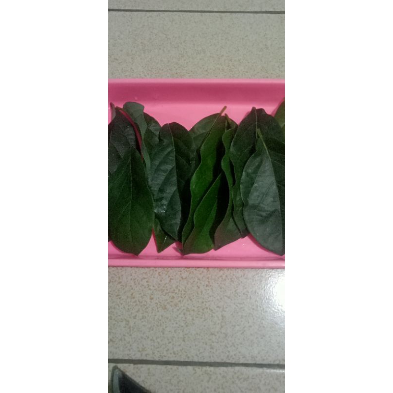 

DAUNALPUKATSEGAR 8000 PER100LEMBAR,DAUNHERBAL ALAMI, RAMUANTRADISIONAL