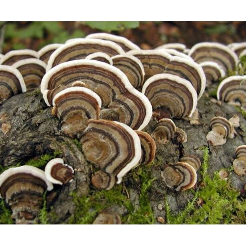 

Jamur kayu petik langsung jamur Ganoderma 250 gram-az