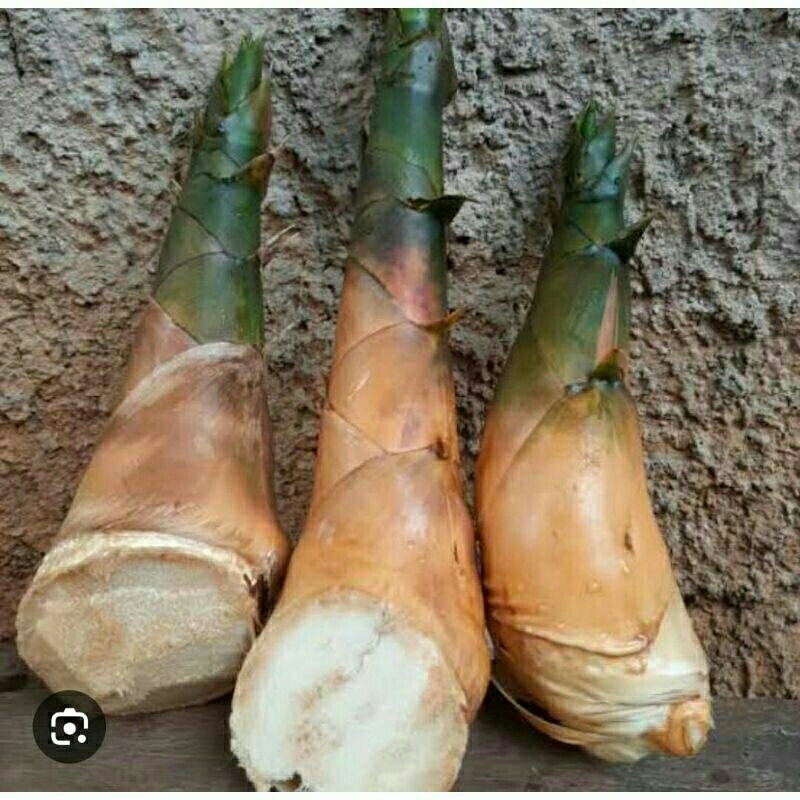 

rebung ijo buat di pasak ...buat obat harag murah 1 kg