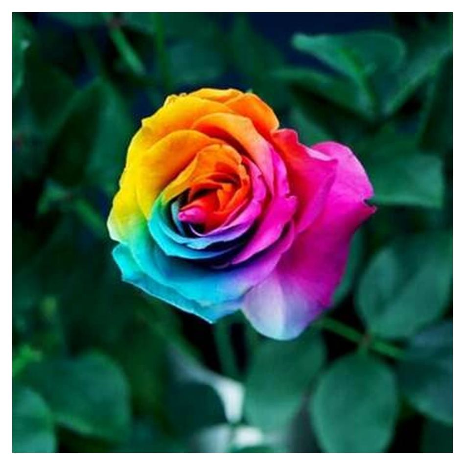 Green Earth - Bibit Benih Biji Bunga Mawar Rainbow Import - Biji Tanaman Bunga Mawar Rainbow - Mawar