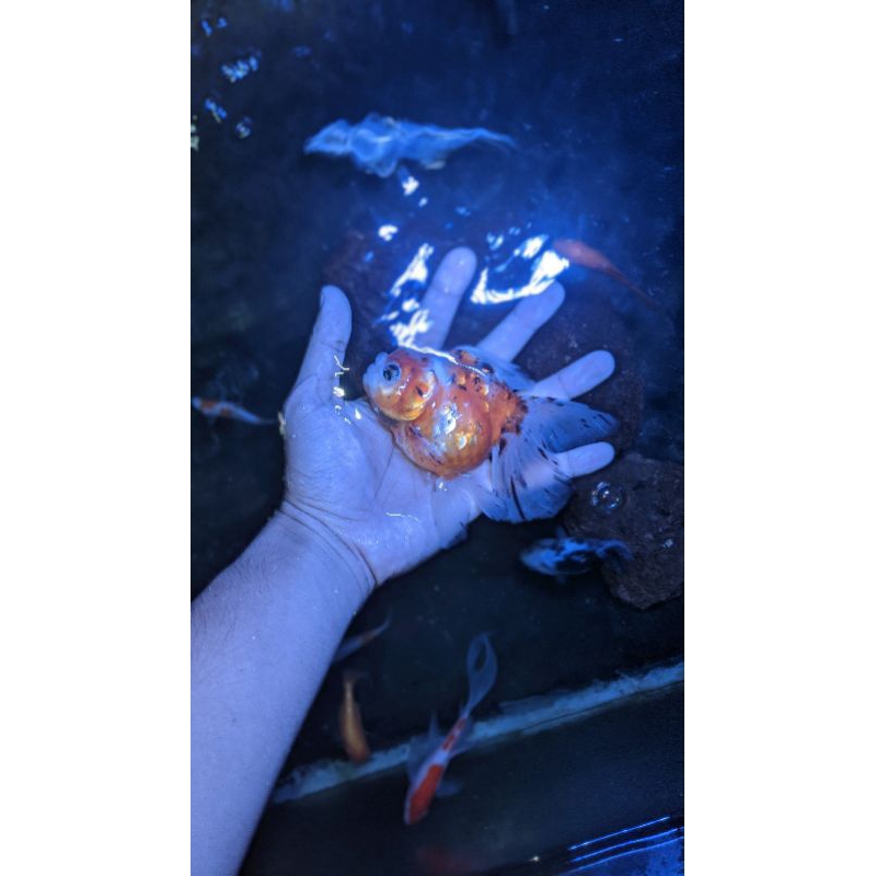 Ikan Hias Air Tawar - Ikan Mas Koki - Tersedia banyak jenis -> Koki Sakura, Koki Oranda, Koki Ranchu