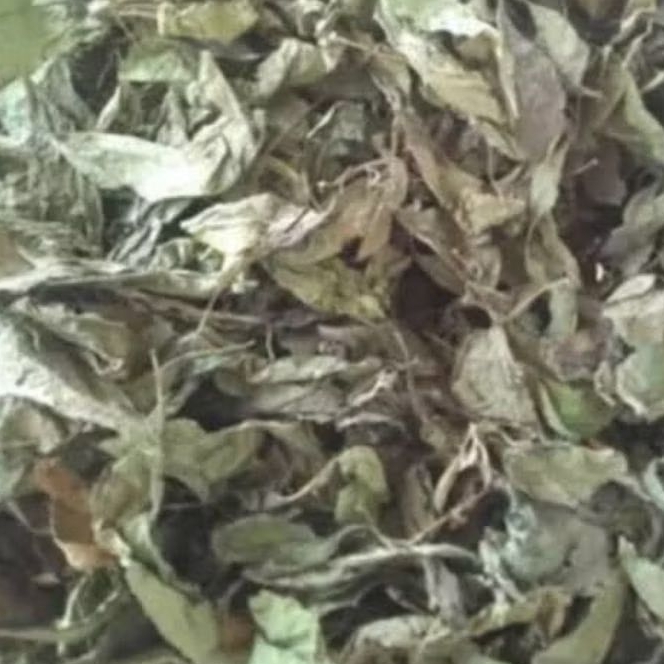 

Daun Afrika/Sambung nyawa kering 500 Gram