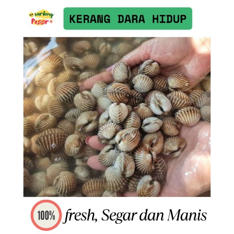 

KERANG DARA HIDUP SEGAR – DIJUAL PER KILOGRAM