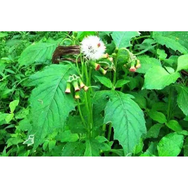 

daun sintrong per 500gr