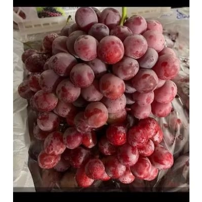 

Anggur Merah Red Globe Premium Manis Fresh Import Australia Murah