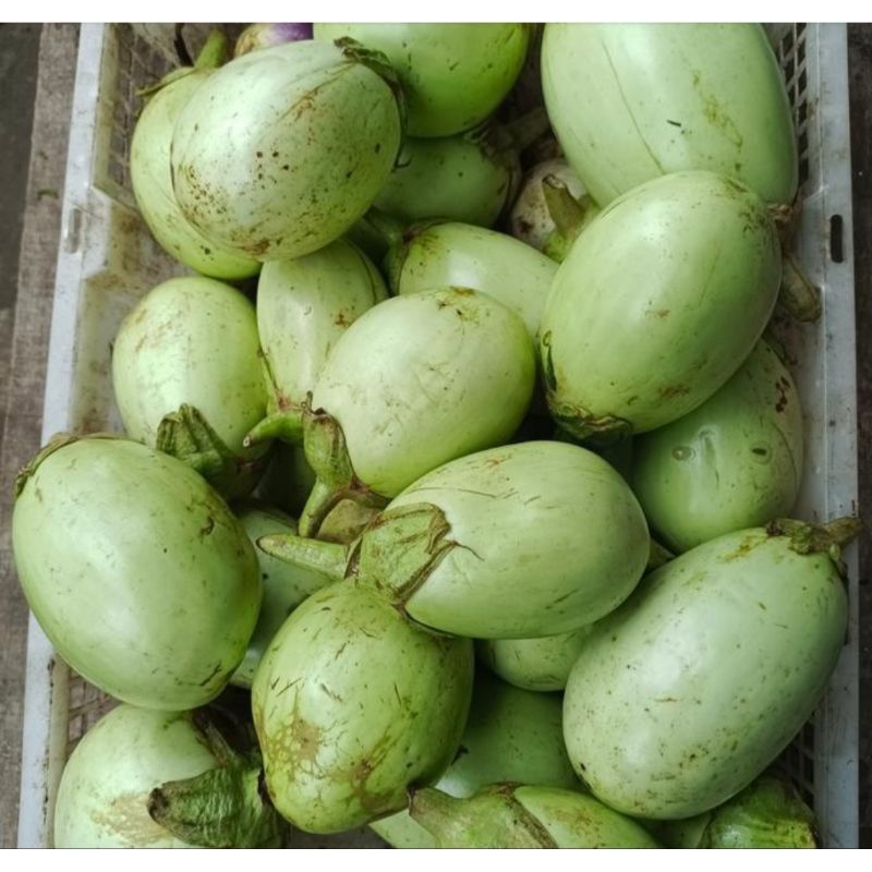 

terong/tehung kemasan 1kg