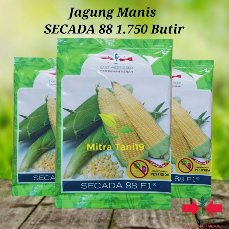 Cap Panah Merah Benih Bibit Jagung Manis Secada F1 88 1750 Butir
