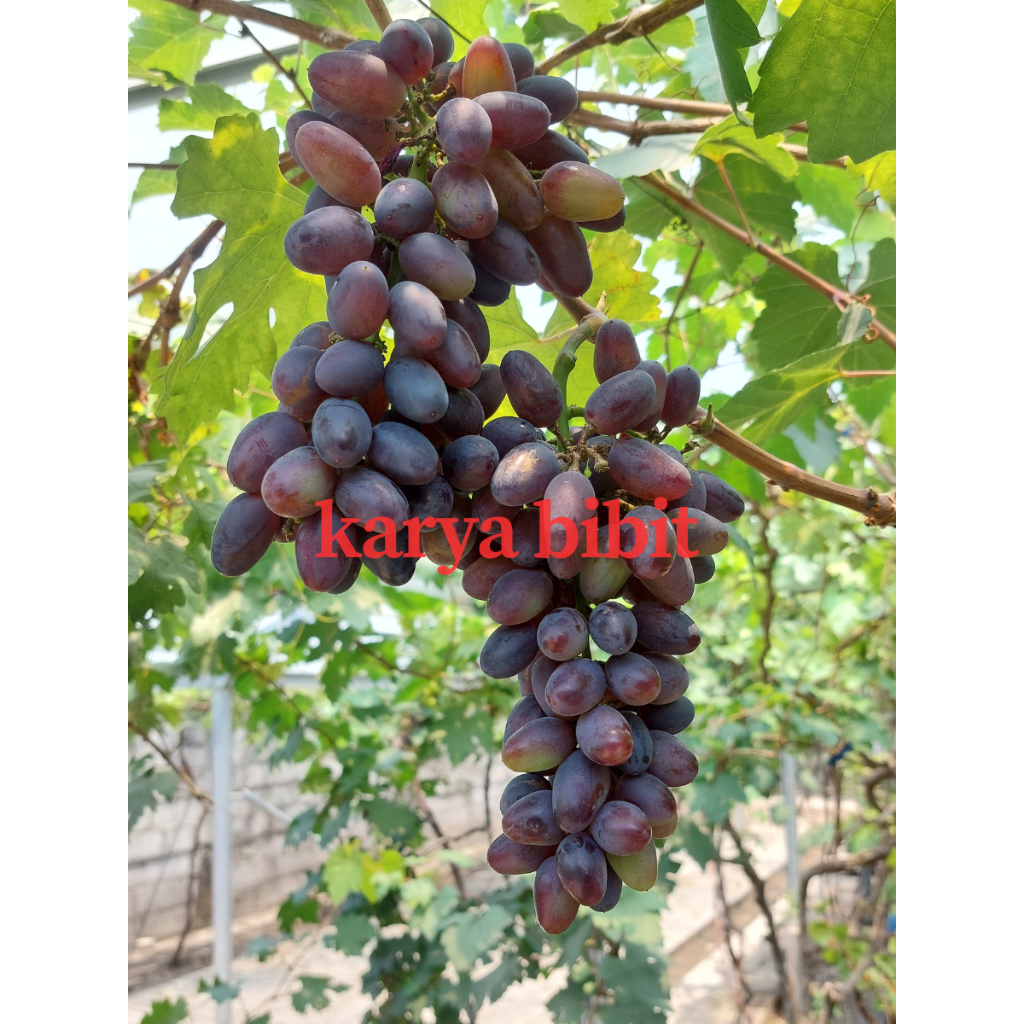 Bibit Anggur Import Akademik Garansi Valid