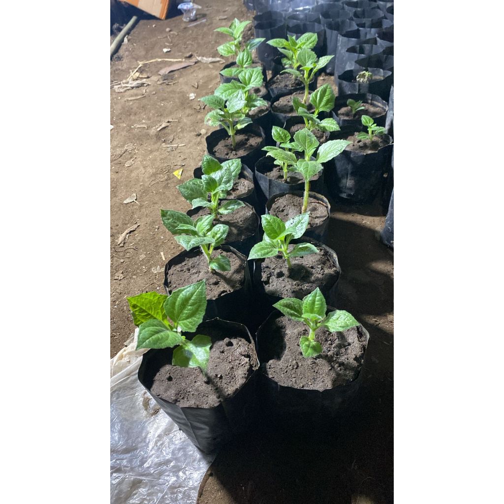 Bibit Umbi Yakon Valid Siap Tanam Bisa COD seluruh Indonesia