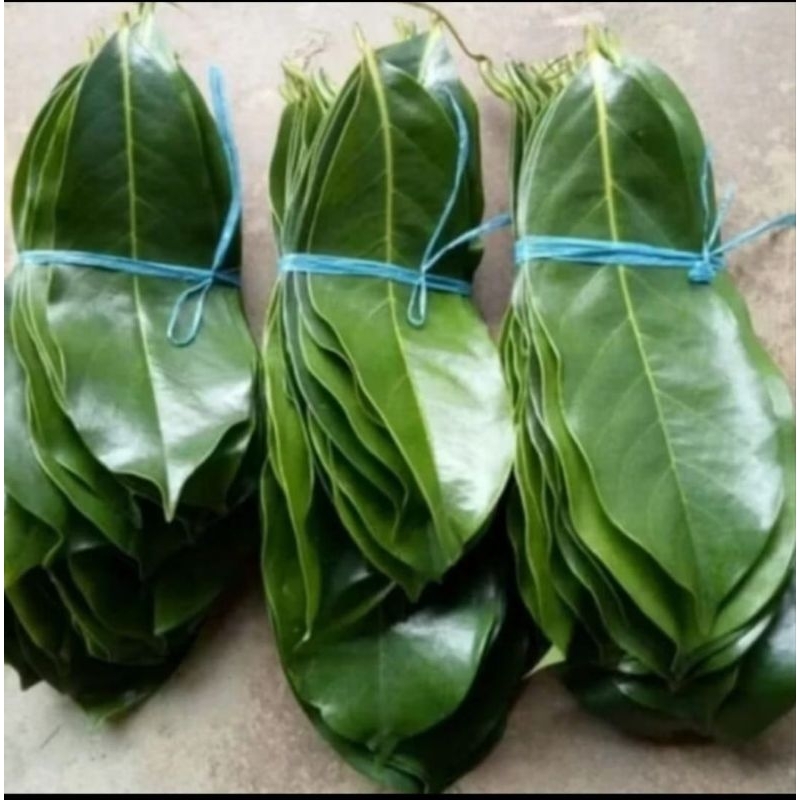 

daun sirsak segar/daun sirsak herbal per 100 lembar