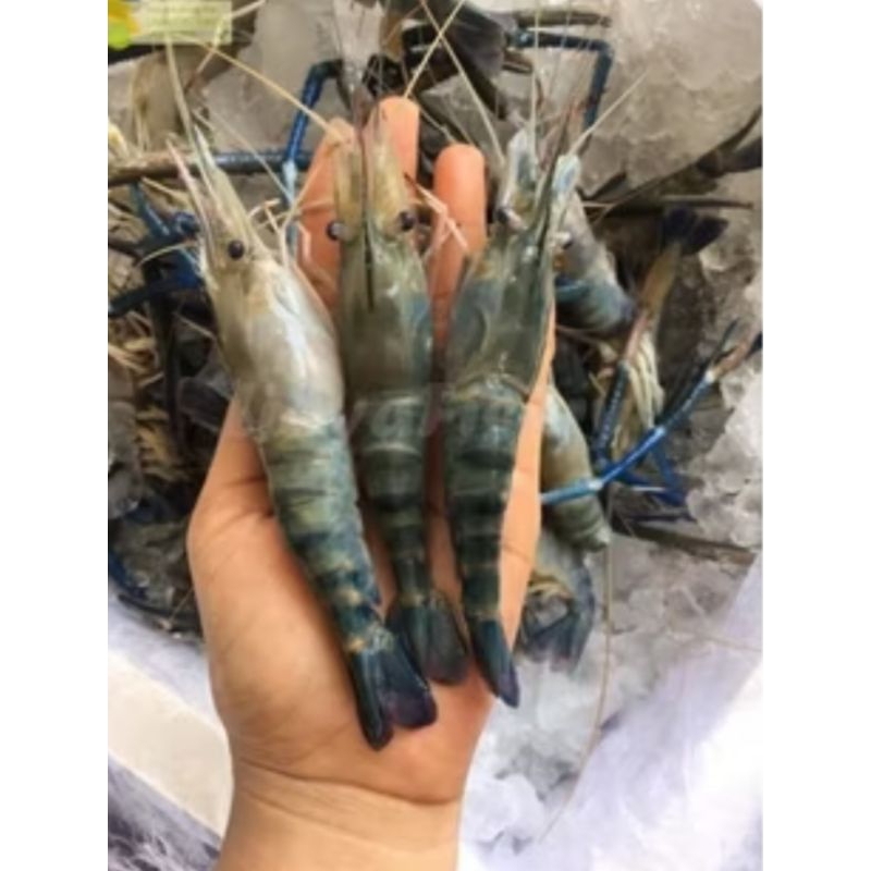 

Udang galah fresh segar pasar flamboyan/ udang sungai galah segar fresh pasar flamboyan 500gram