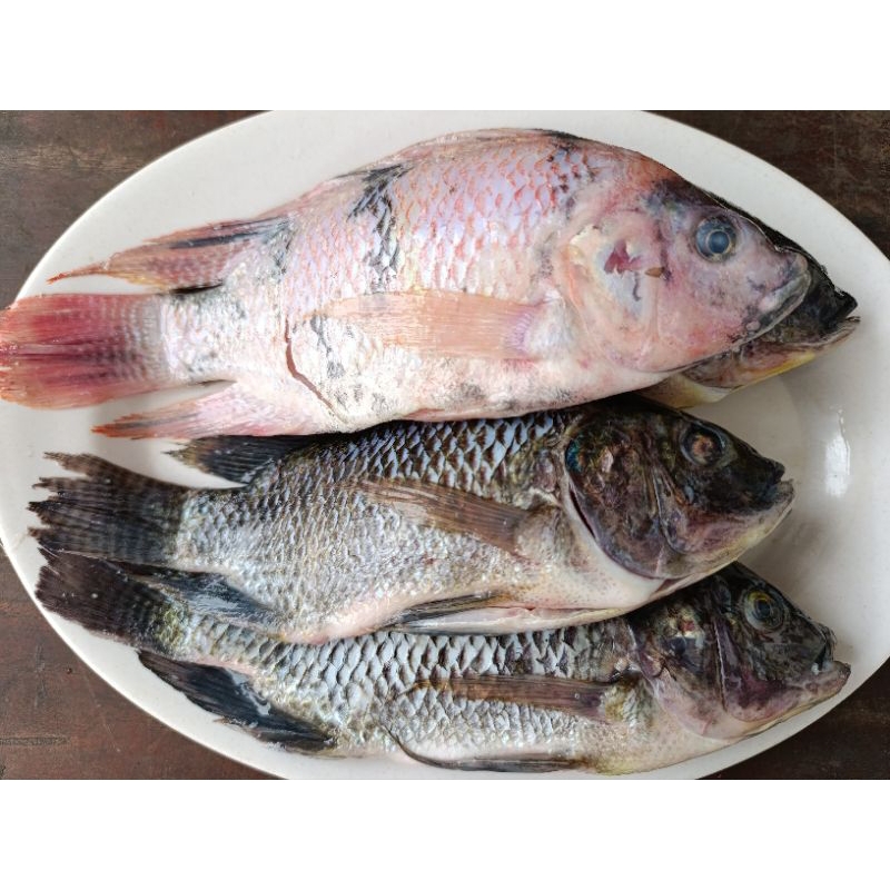 

Ikan Nila Segar Satuan Cikarang 1 Kg