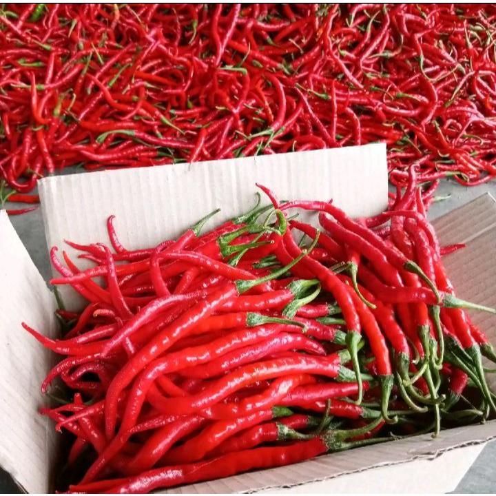 

Cabe/Cabai Merah Keriting Fress Berat 500Gram Termurah