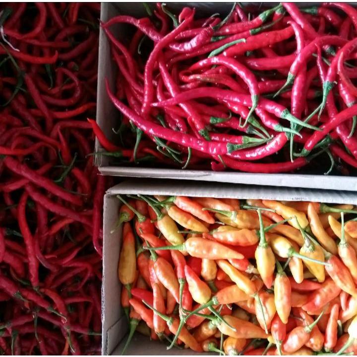 

Cabe Merah Keriting & Cabe Rawit Merah Berat 1 Kg Paket Campur Termurah