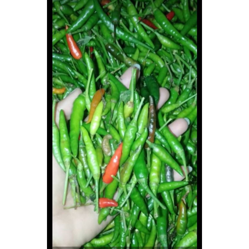 

Cabe rawit jengki madura cabe rawit murah(250)