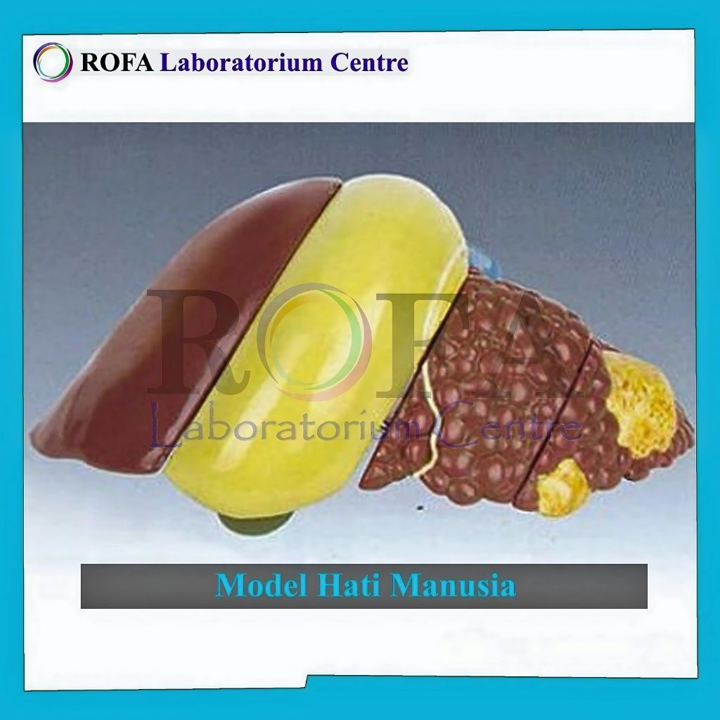 Model Hati Manusia - Chemicals Solution