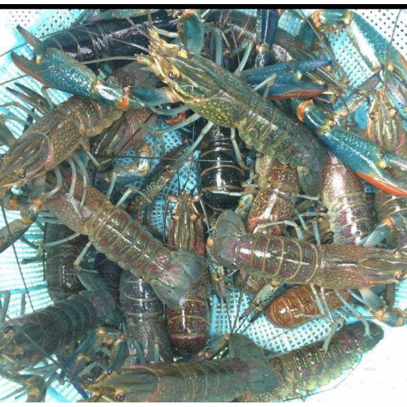 

INDUK LOBSTER AIR TAWAR RED CLAW ISI 5