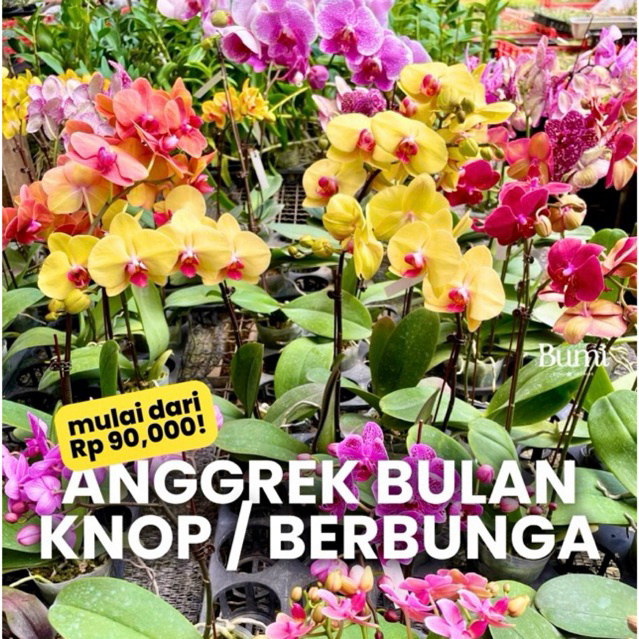BUMI ORCHIDS Anggrek Bulan BERBUNGA / KNOP Phalaenopsis - Tanaman Hias Angbul Hidup Hybrid Mekar