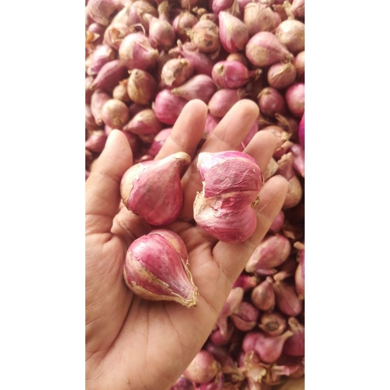

Bawang Merah Asli Brebes Ukuran Super (1KG)