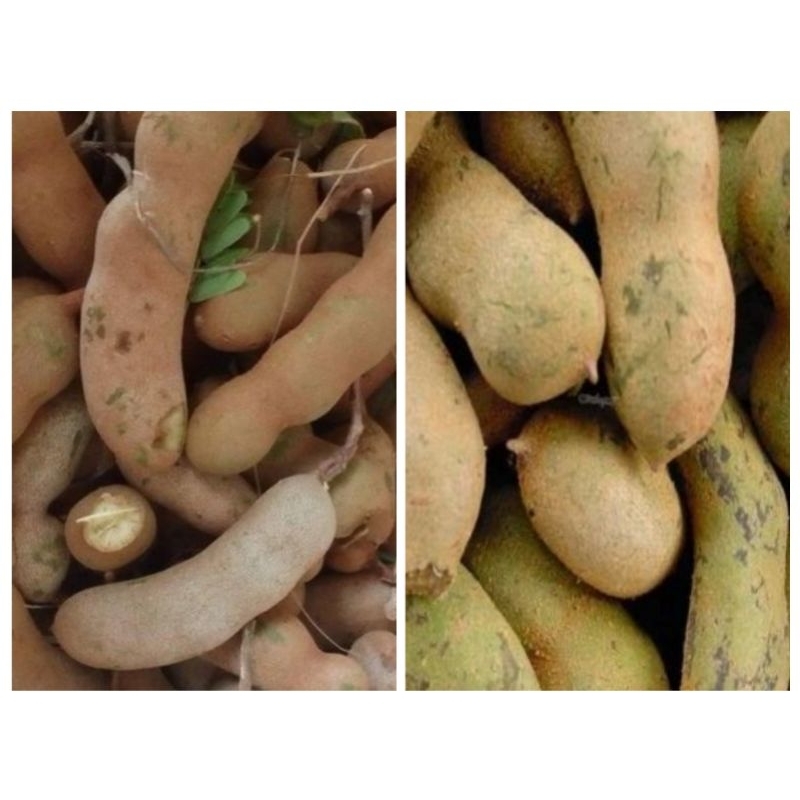 

Asam Muda Untuk Rujak 250 Gram
