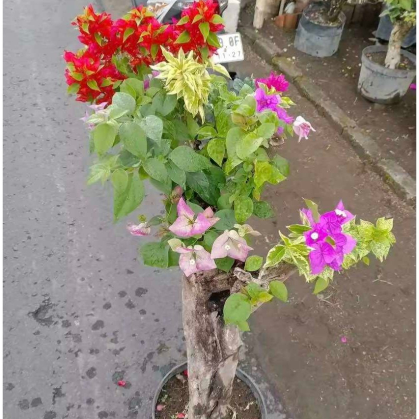 BUGENVIL 2-3 WARNA BATANG BESAR | BOUGENVILLE 2-3 WARNA SUPER UNGGGULAN