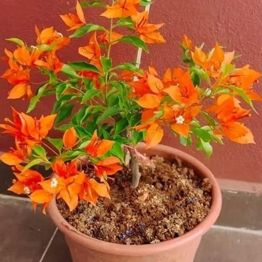 BUGENVIL FIRE OVAL GRAFTING BONGGOLAN SUDAH BERBUNGA | BUNGA BOUGENVILLE FIRE OVAL IMPORT