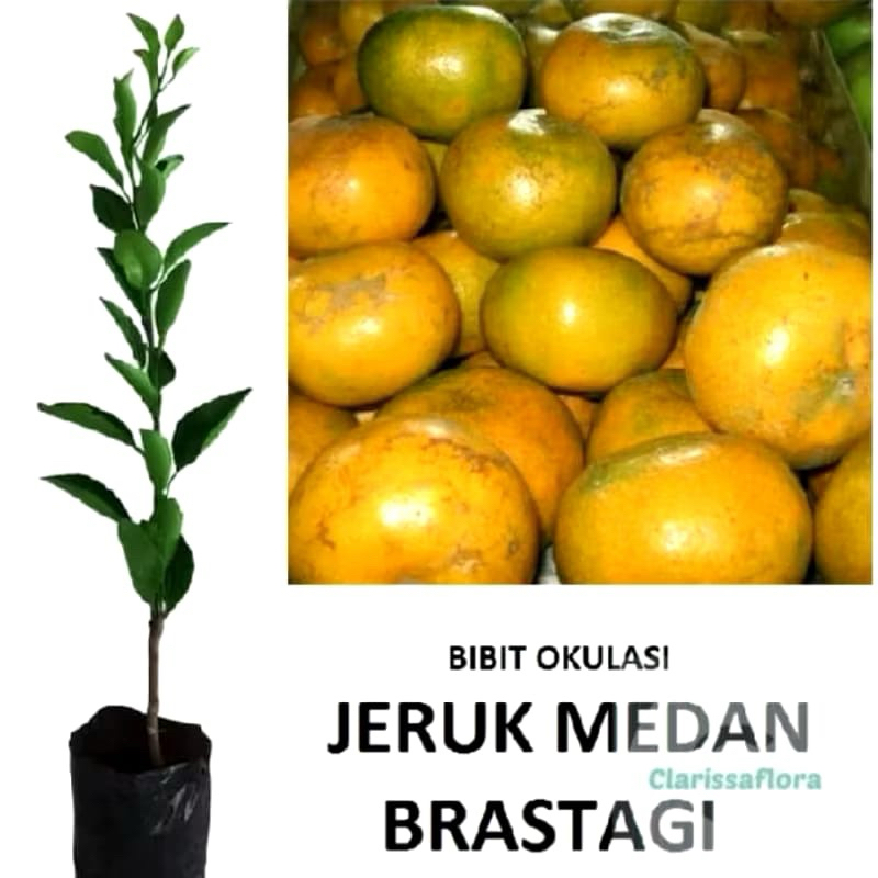 

POHON BUAH JERUK MEDAN BRASTAGI MANIS HASIL OKULASI CEPET BERBUAH