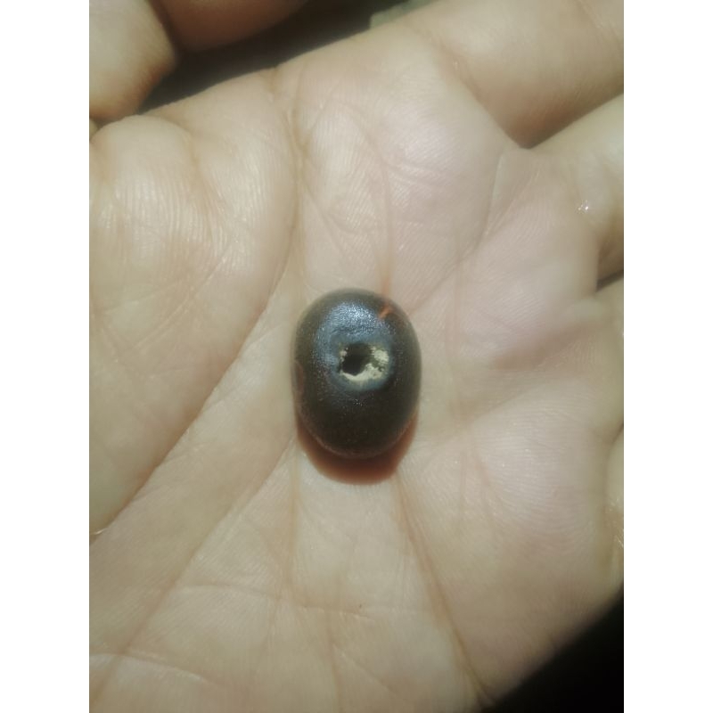 galih kayu gedang mas combong langka unik bin antik