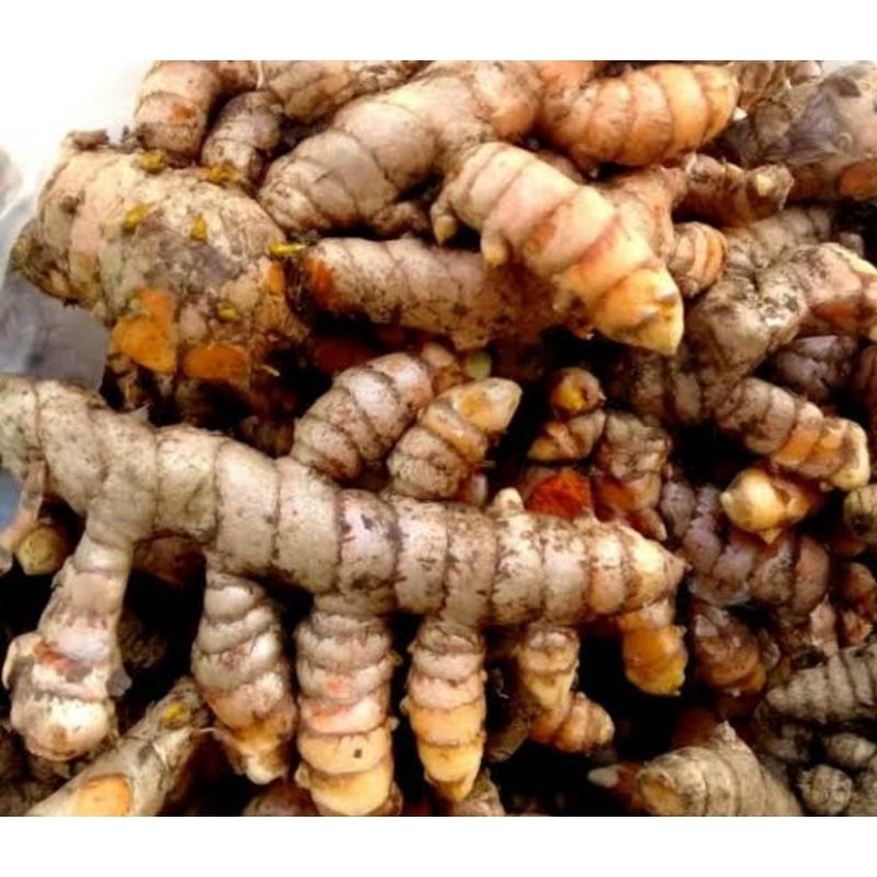 

Kunyit segar kunir segar organik 1 kg-az