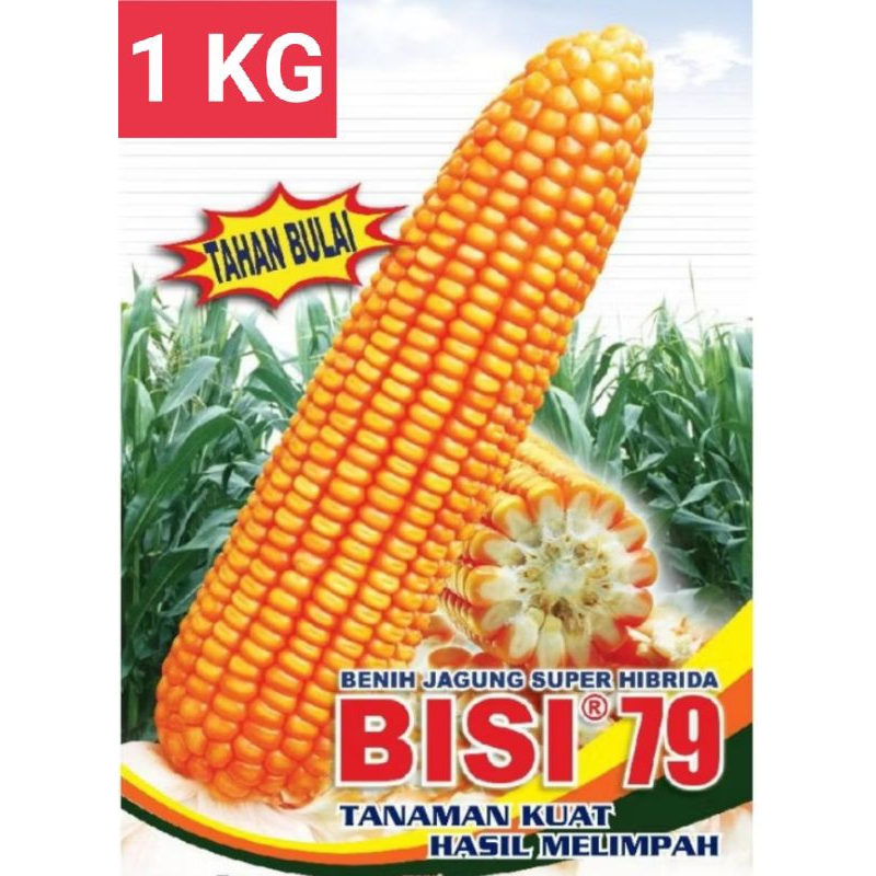 1kg Benih jagung Hibrida Bisi 79 Anti Bulai