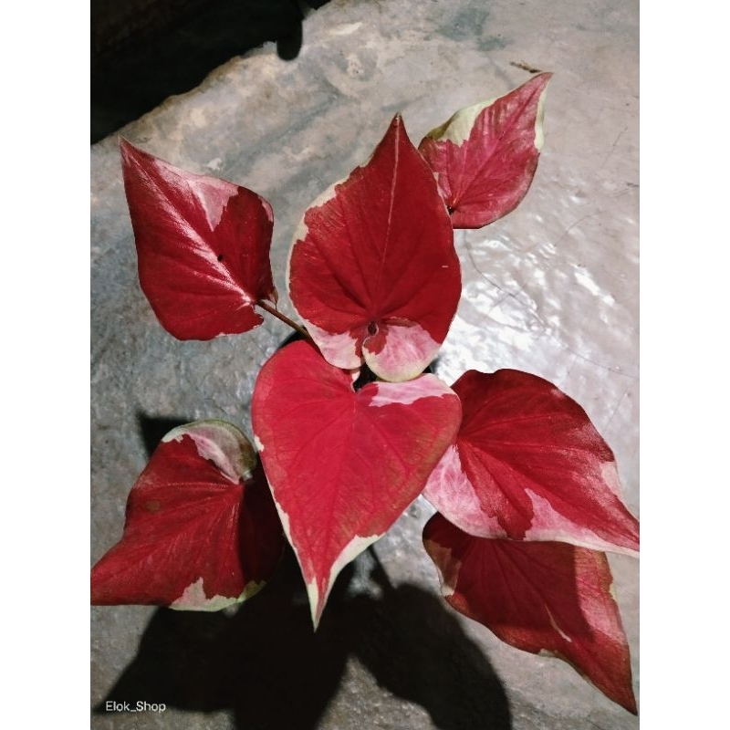 Tanaman hias bunga keladi Dwi Warna