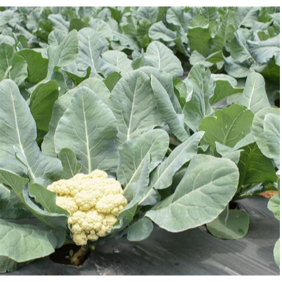 

KEMBANG KOL PREMIUM F1 - Panen Cepat 60 Hari, Anti Busuk Hitam, Garansi Tumbuh