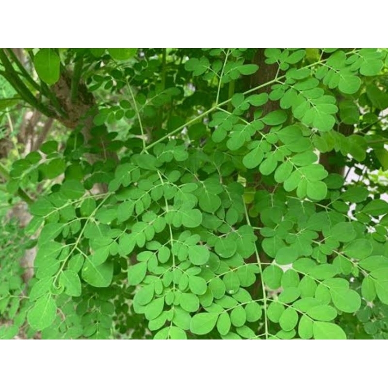 

Daun kelor asli organik berat 100 gr rempah sayur organik