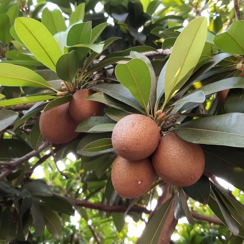 

Buah Sawo/Sawo Manilo Manis/1kg fresh