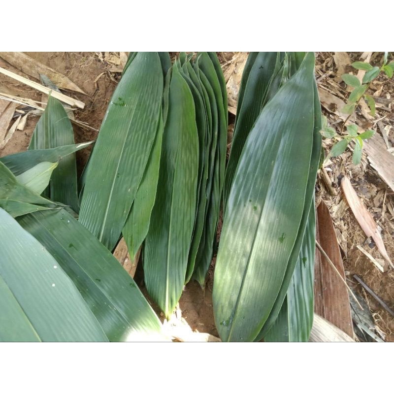 

Promo Daun Bambu Jumbo Untuk Bungkus Makanan 100lembar
