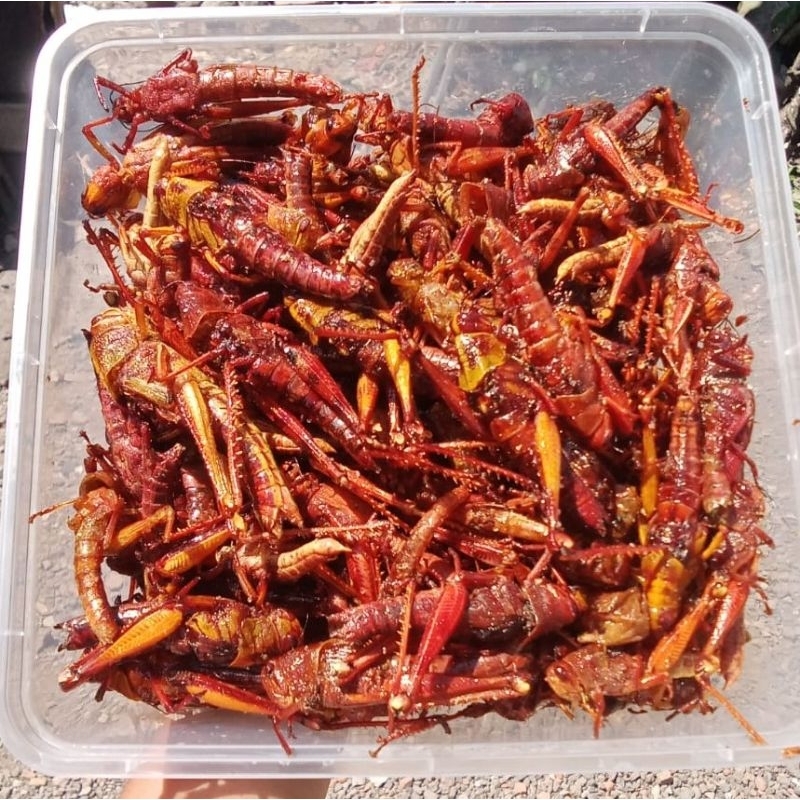 

belalanggorengkayu300grm