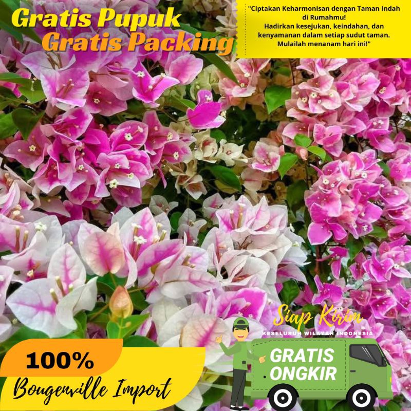 bougenville Sakura Ice cream