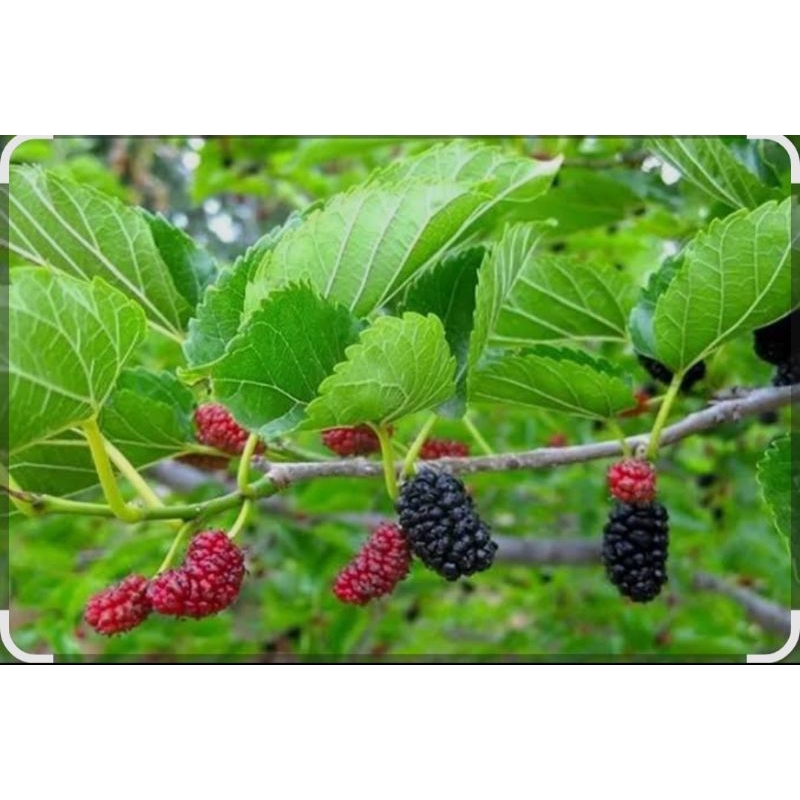 

daun murbei segar 200gram