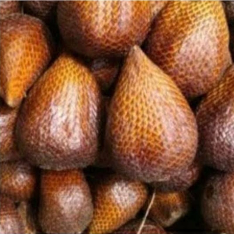 

Buah Salak Pondoh Manis 500gr Fresh Segar Renyah Promo Termurah Hemat Harga Terjangkau