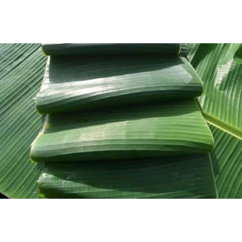 

DAUN PISANG BERKUALITAS UNTUK TEMPE LONTONG ALAS PIRING DLL 1kg