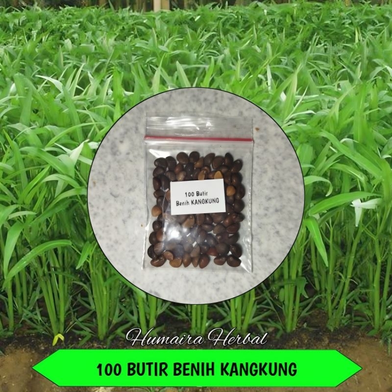 100 Butir Benih Kangkung Darat Bibit Unggul Kangkung Sayur Kangkung Tumis