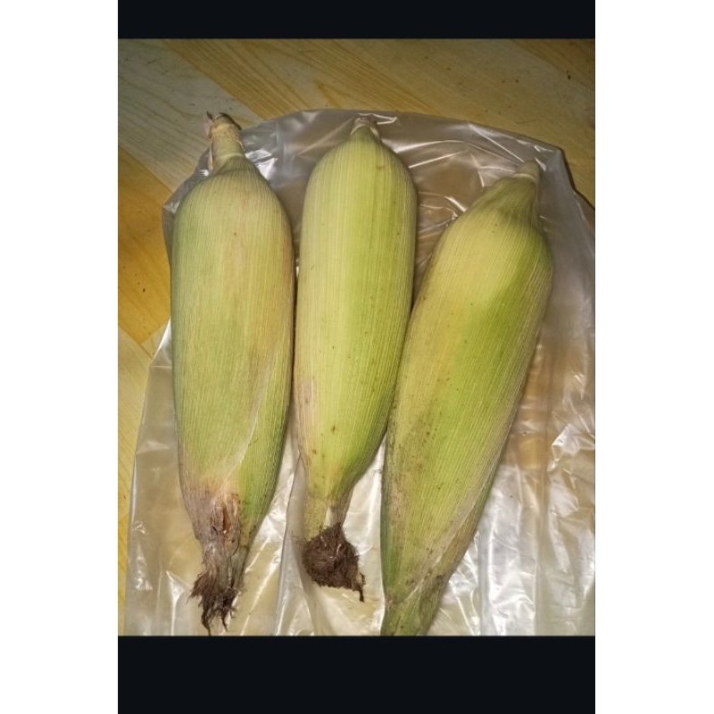 

jagung manis sayur komsumsi fress 500gram