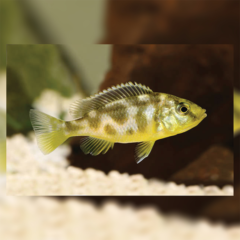 Ikan Hias Cichlid Venustus / Ikan Hias Air Tawar / Malawi Cichlid